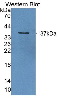 PAC498Hu01.jpg
