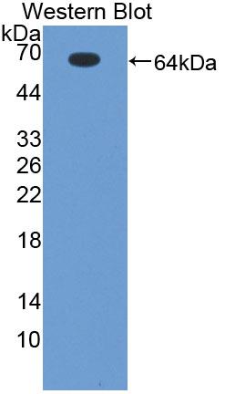 Polyclonal Antibody to Geminin (GMNN)