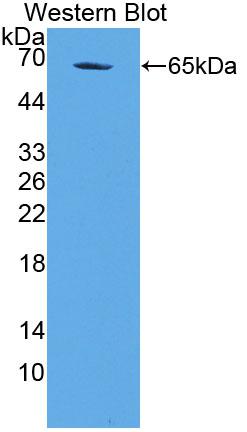 Polyclonal Antibody to Geminin (GMNN)