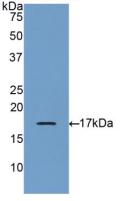 Polyclonal Antibody to Granulin (GRN)