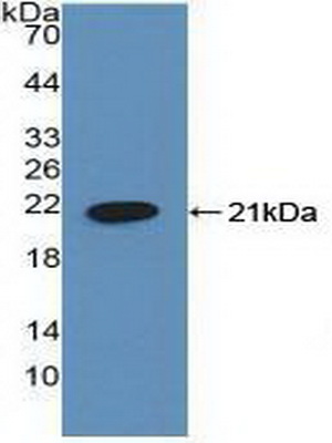 Polyclonal Antibody to Helicase Like Transcription Factor (HLTF)