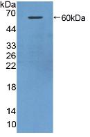 Polyclonal Antibody to Histidine Rich Glycoprotein (HRG)