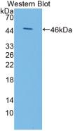 Polyclonal Antibody to Kisspeptin 1 (KISS1)