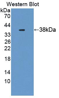 PAC583Hu01.jpg