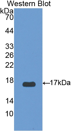 Polyclonal Antibody to Mitochondrial Uncoupling Protein 2 (UCP2)