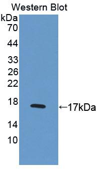 PAC589Hu01.jpg