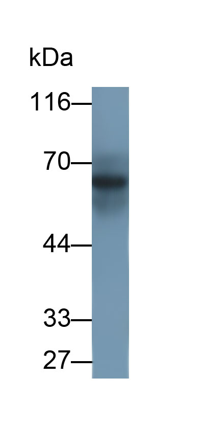 Polyclonal Antibody to Virus Induced Signaling Adapter (VISA)