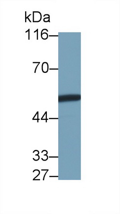 Polyclonal Antibody to Virus Induced Signaling Adapter (VISA)