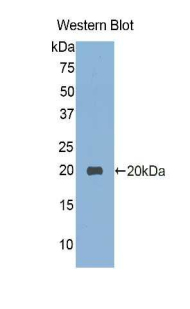 Polyclonal Antibody to Vanin 1 (VNN1)