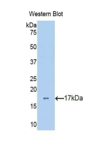 Polyclonal Antibody to Vanin 1 (VNN1)