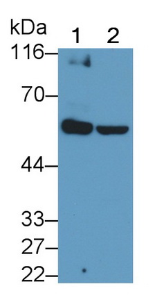 Polyclonal Antibody to X-linked Inhibitor Of Apoptosis Protein (XIAP)