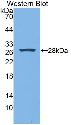 Polyclonal Antibody to Xanthine Dehydrogenase (XDH)