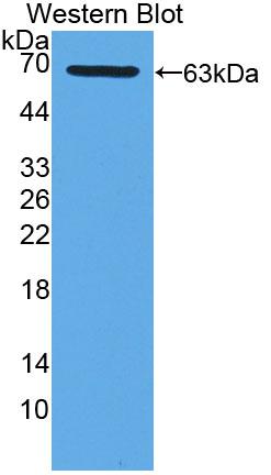 Polyclonal Antibody to Xanthine Dehydrogenase (XDH)