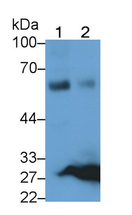 Polyclonal Antibody to Macrophage Receptor With Collagenous Structure (MARCO)