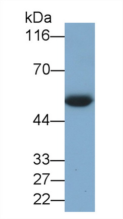 Polyclonal Antibody to Macrophage Receptor With Collagenous Structure (MARCO)