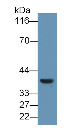 Polyclonal Antibody to Induced Myeloid Leukemia Cell Differentiation Protein Mcl-1 (MCL1)