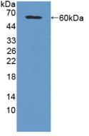 Polyclonal Antibody to Microfibrillar Associated Protein 2 (MFAP2)