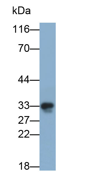 Polyclonal Antibody to 3-Mercaptopyruvate Sulfurtransferase (MST)