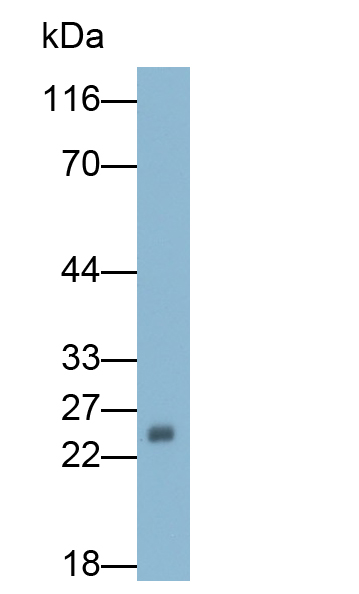 Polyclonal Antibody to Methionine Sulfoxide Reductase A (MSRA)