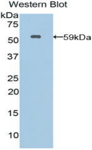 Polyclonal Antibody to Moesin (MSN)