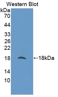 Polyclonal Antibody to Nuclear Transport Factor 2 (NUTF2)