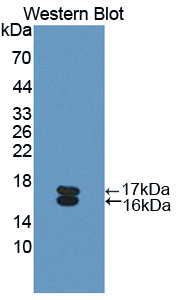 Polyclonal Antibody to Osteoglycin (OGN)