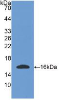 Polyclonal Antibody to Osteoglycin (OGN)