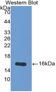 Polyclonal Antibody to Osteoglycin (OGN)