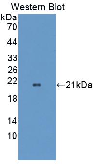 Polyclonal Antibody to Optic Atrophy 3 (OPA3)