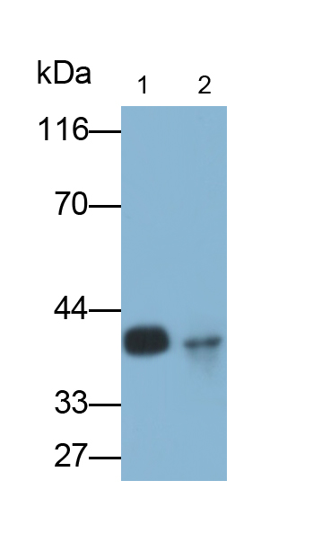 Polyclonal Antibody to Oxoguanine Glycosylase 1 (OGG1)