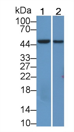 Polyclonal Antibody to Oxoguanine Glycosylase 1 (OGG1)