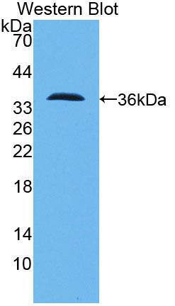 Polyclonal Antibody to Pericentrin (PCNT)