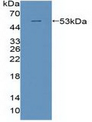 Polyclonal Antibody to Polymerase DNA Directed Delta 1 (POLd)