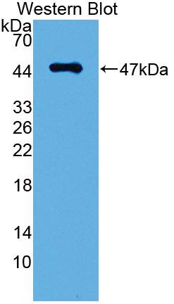 Polyclonal Antibody to Podoplanin (PDPN)