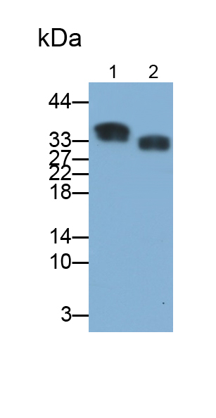 Polyclonal Antibody to Regucalcin (RGN)