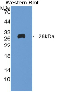 Polyclonal Antibody to Reelin (RELN)