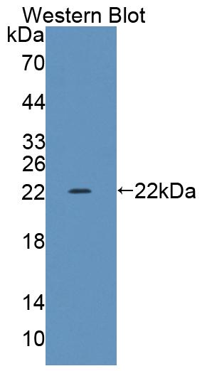 Polyclonal Antibody to Transcriptional Regulating Factor 1 (TRERF1)