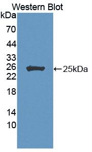 Polyclonal Antibody to Secretogranin V (SCG5)