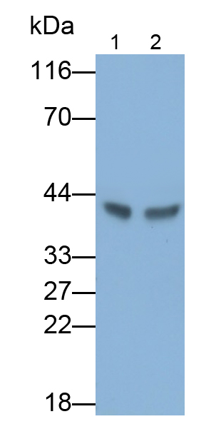 Polyclonal Antibody to Secreted Frizzled Related Protein 5 (SFRP5)