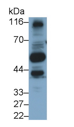 Polyclonal Antibody to Secreted Frizzled Related Protein 5 (SFRP5)