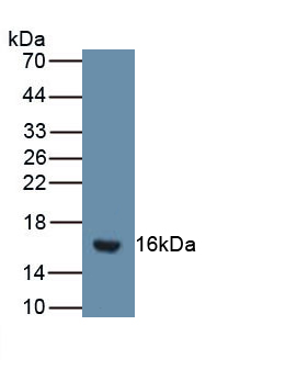 Polyclonal Antibody to Secreted Frizzled Related Protein 5 (SFRP5)