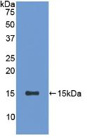 Polyclonal Antibody to Secreted Frizzled Related Protein 5 (SFRP5)