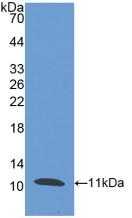 Polyclonal Antibody to Peptidase Inhibitor 3, Skin Derived (PI3)