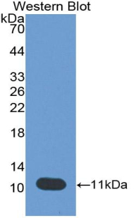 Biotin-Linked Polyclonal Antibody to Peptidase Inhibitor 3, Skin Derived (PI3)