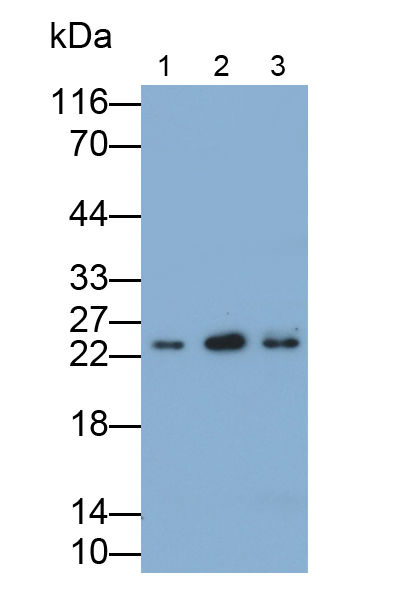 Polyclonal Antibody to Serglycin (SRGN)