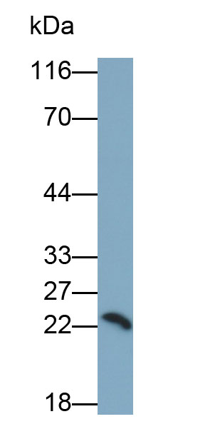 Polyclonal Antibody to Serglycin (SRGN)