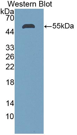 Polyclonal Antibody to Stanniocalcin 1 (STC1)