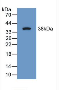 Polyclonal Antibody to Synapsin I (SYN1)