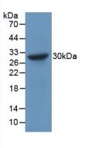 Polyclonal Antibody to Chromogranin B (CHGB)