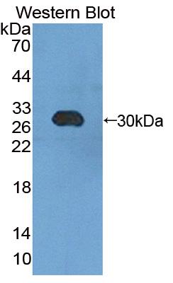 Polyclonal Antibody to Chromogranin B (CHGB)